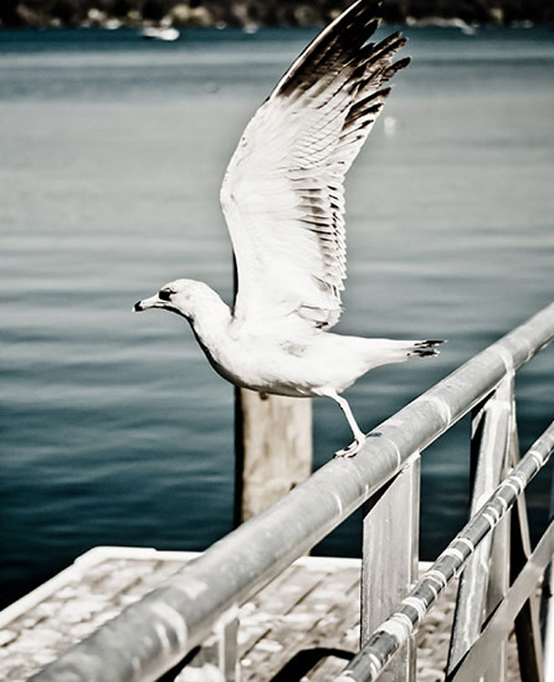 电话呼叫软件网页版